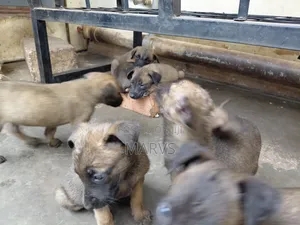 1-3 months Male Mixed Breed Belgian Malinois
