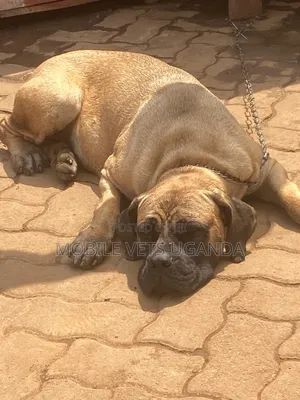 6-12 months Male Purebred Boerboel