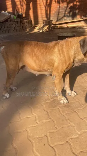 1+ year Female Purebred Boerboel
