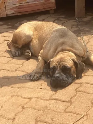 6-12 months Female Purebred Boerboel