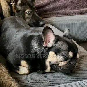 3-6 months Female Purebred French Bulldog