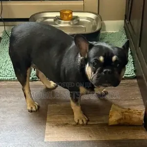 3-6 months Female Purebred French Bulldog