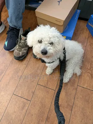 1-3 months Female Purebred Maltese