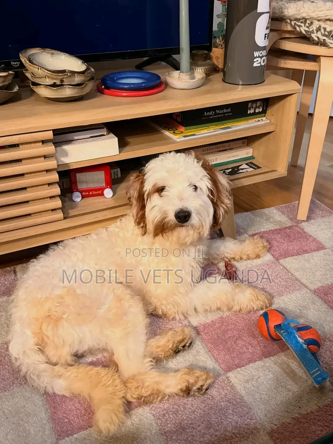3-6 months Female Purebred Maltese