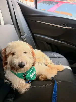 3-6 months Male Purebred Maltese