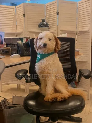 1-3 months Female Purebred Maltese
