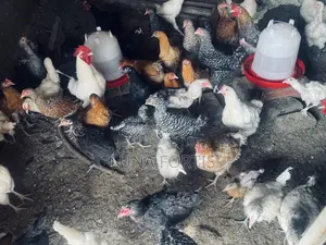 Chicken for Bulk Buying Especially for People With Parties.