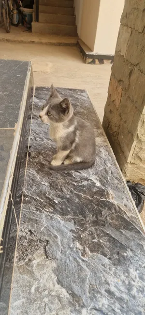 1-3 months Male Purebred Exotic