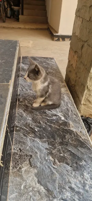 0-1 month Female Purebred Bombay