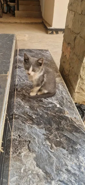 1-3 months Female Purebred American Curl