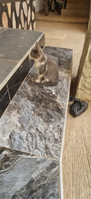 1-3 months Male Purebred American Shorthair