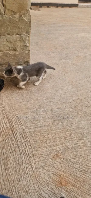 1-3 months Female Purebred American Bobtail