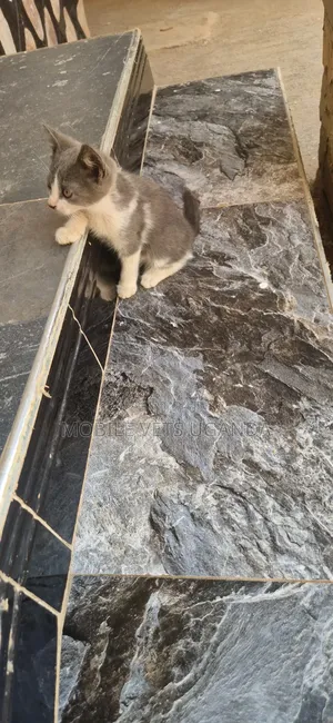 1-3 months Male Purebred Abyssinian