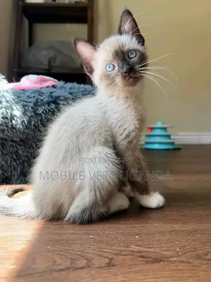 1-3 months Female Purebred Ragdoll