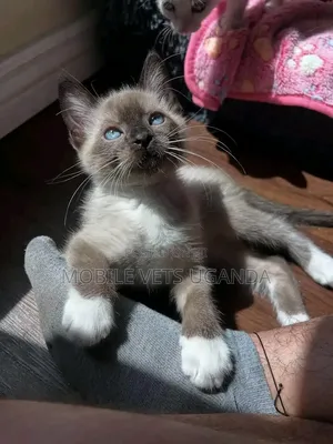 1-3 months Male Purebred Ragdoll