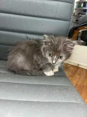 1-3 months Female Purebred Sphynx