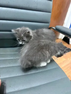 0-1 month Male Purebred American Wirehair