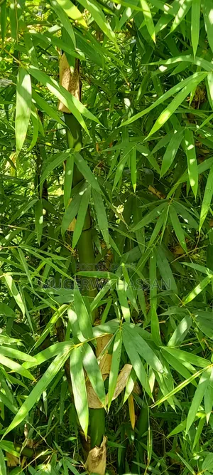 Bamboo Poles and Seedlings