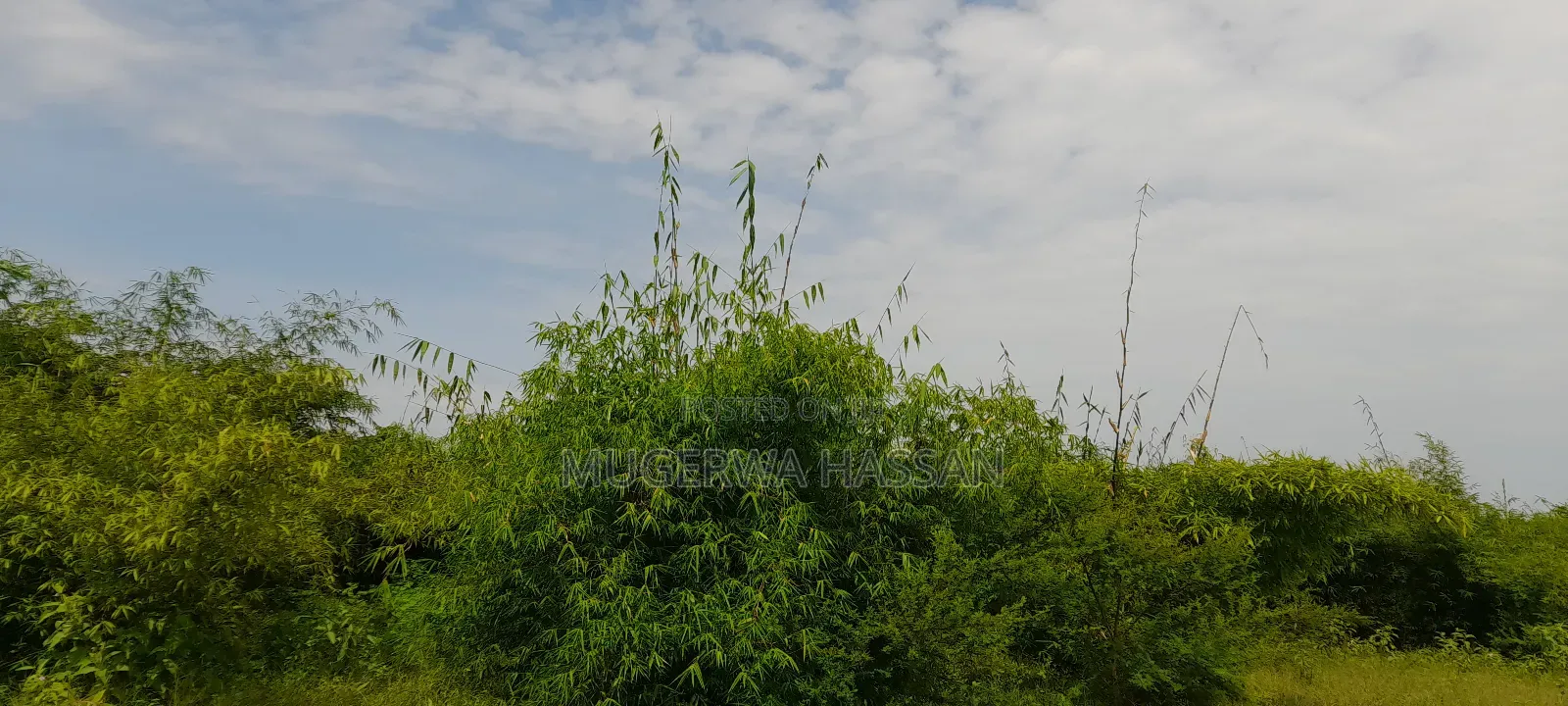 Bamboo Poles and Seedlings