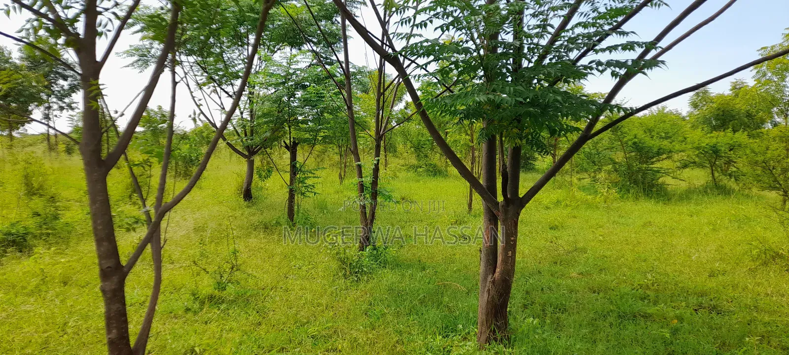 Bamboo Poles and Seedlings