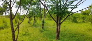 Bamboo Poles and Seedlings