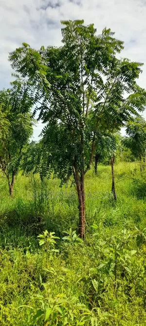 Bamboo Poles and Seedlings