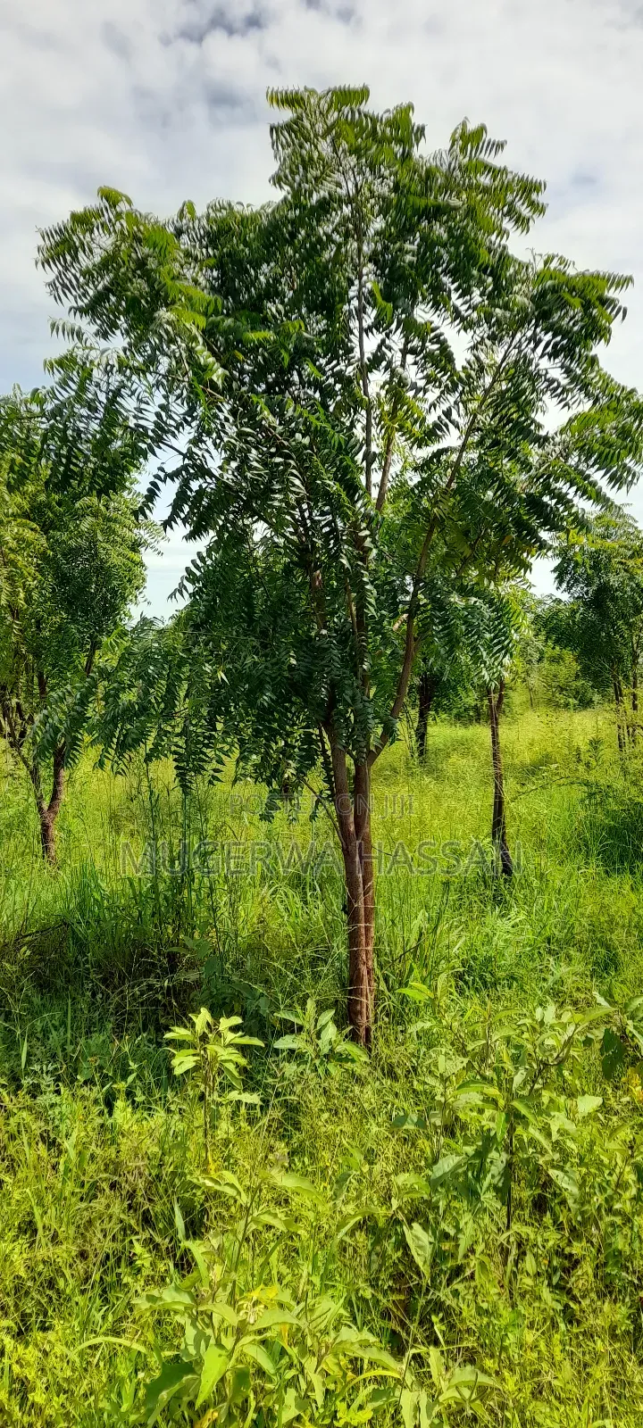 Bamboo Poles and Seedlings