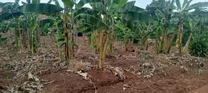Land for Sale – Ssuka, Kayunga