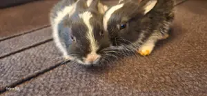 Rabbits Only