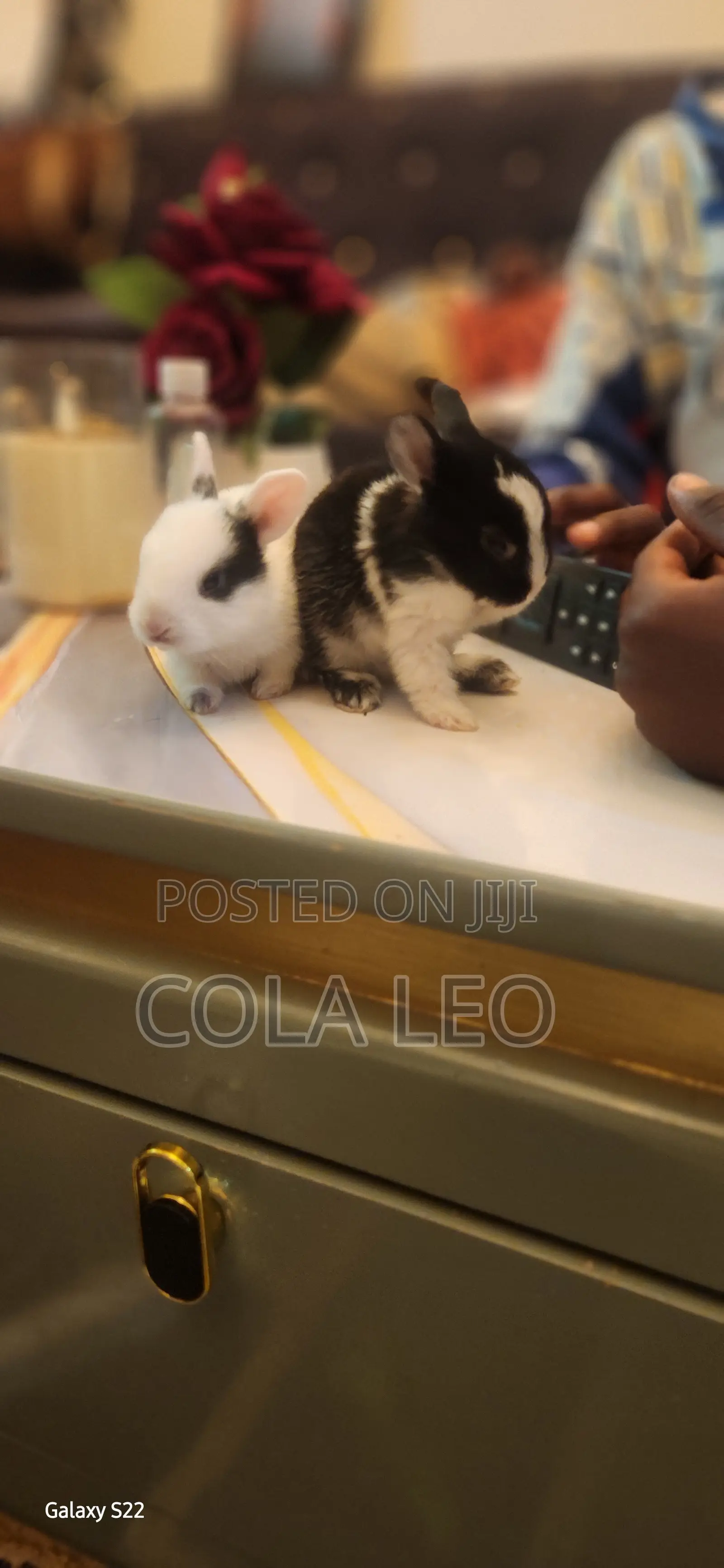 Rabbits Only