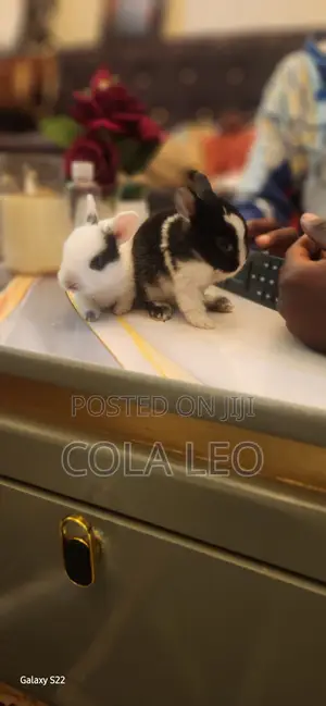 Rabbits Only