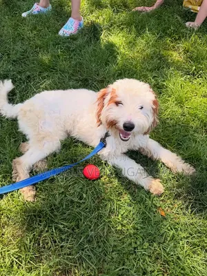 1-3 months Male Purebred Maltese