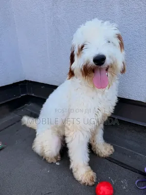 3-6 months Female Purebred Maltese