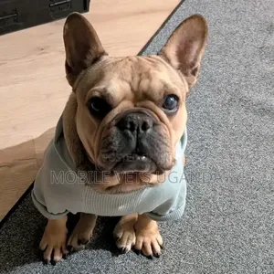 3-6 months Female Purebred French Bulldog