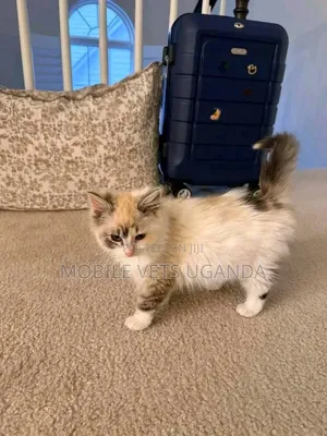 1-3 months Male Purebred American Bobtail