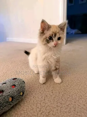 1-3 months Female Purebred Balinese