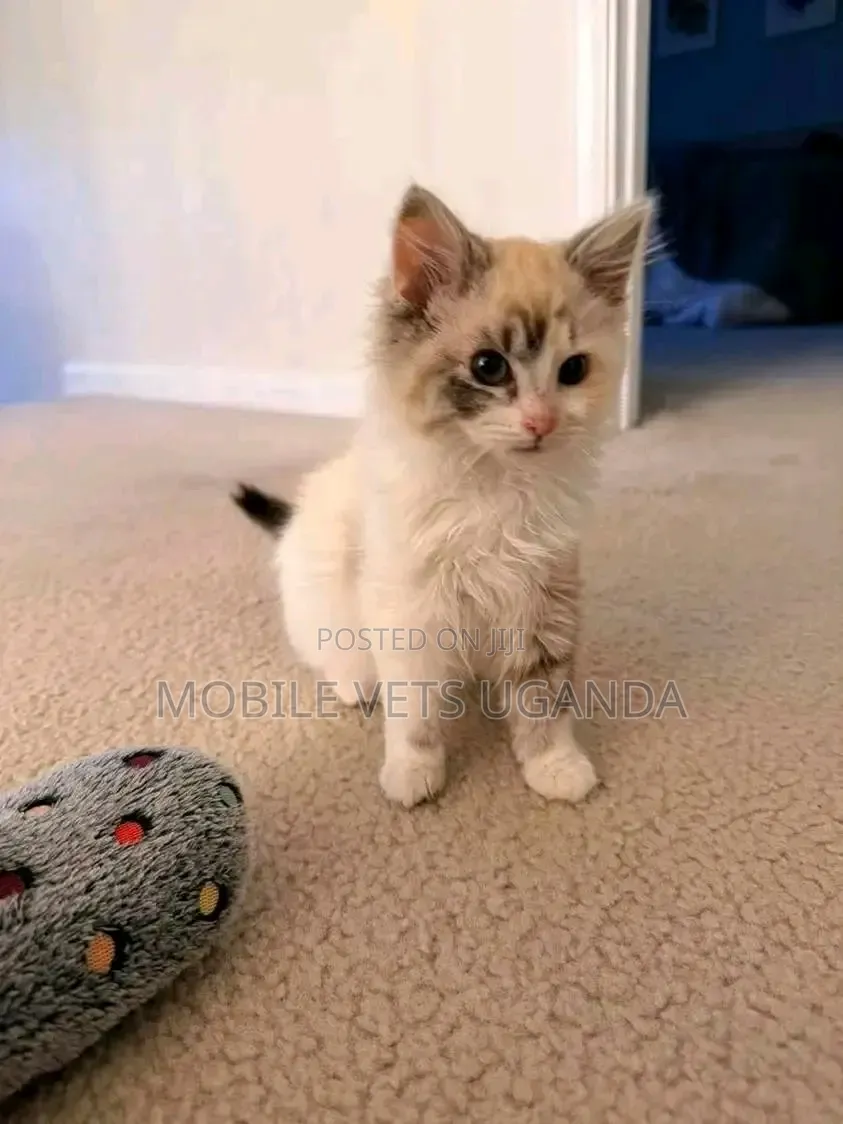 1-3 months Female Purebred Balinese