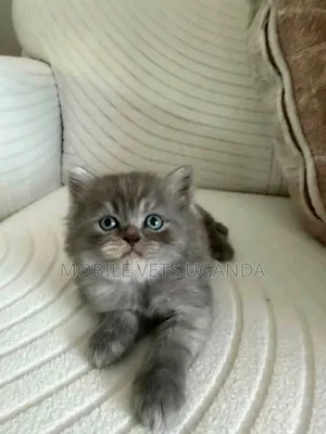 1-3 months Male Purebred Bombay