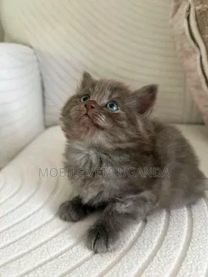 0-1 month Female Purebred Bombay
