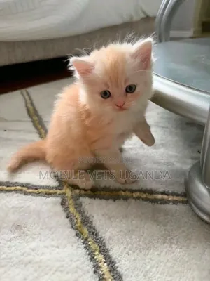 1-3 months Female Purebred Tonkinese