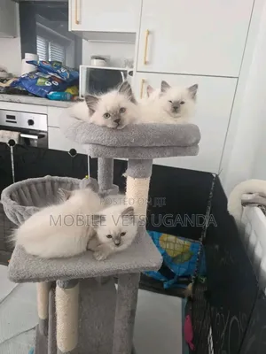 1-3 months Male Purebred Siamese