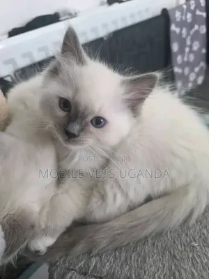 1-3 months Male Purebred Russian Blue