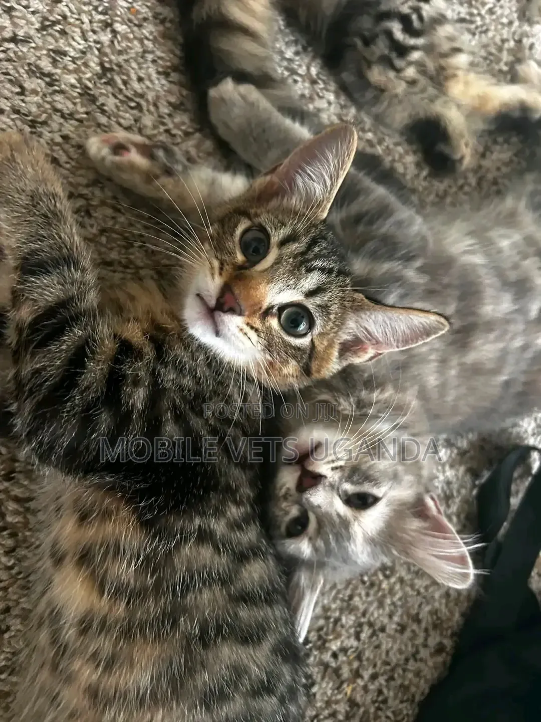 0-1 month Male Purebred American Bobtail