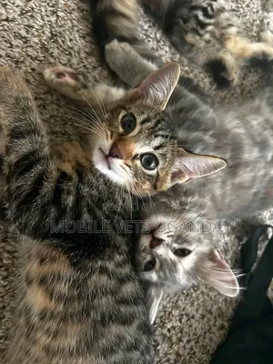 0-1 month Male Purebred American Bobtail