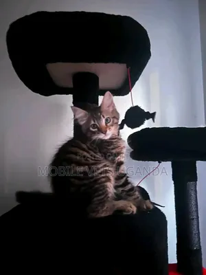 1-3 months Male Purebred Maine Coon