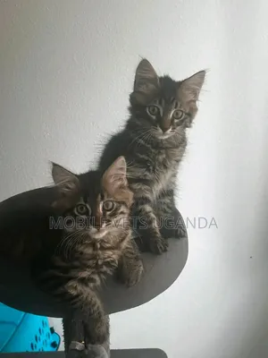 0-1 month Male Purebred Balinese