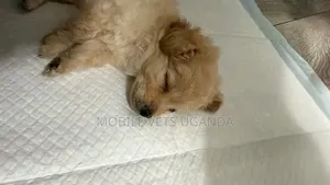 1-3 months Female Purebred Maltese