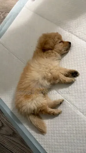 0-1 month Male Purebred Maltese