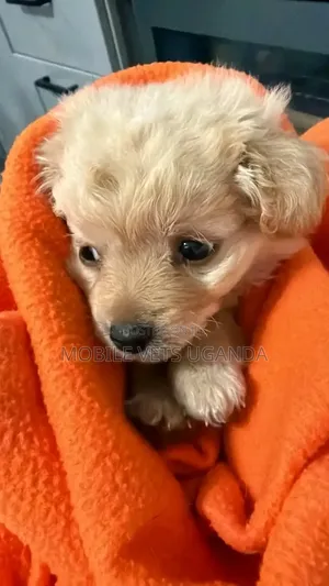 1-3 months Male Purebred Japanese Spitz