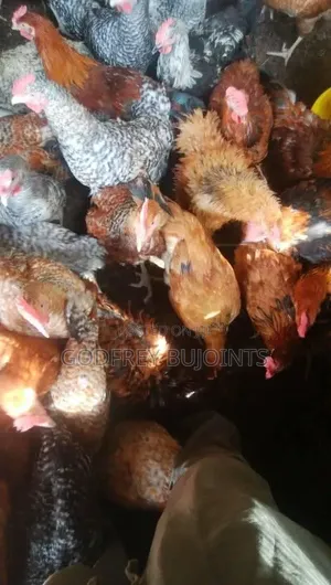 Chicks and Feeds